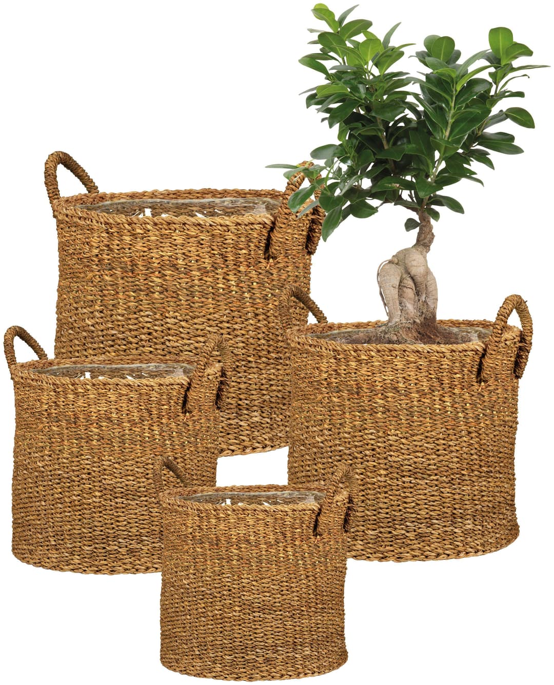 Scheurich Blumentopf nut 33/516 | Braun