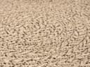 the carpet Teppich Kansas | Beige 4