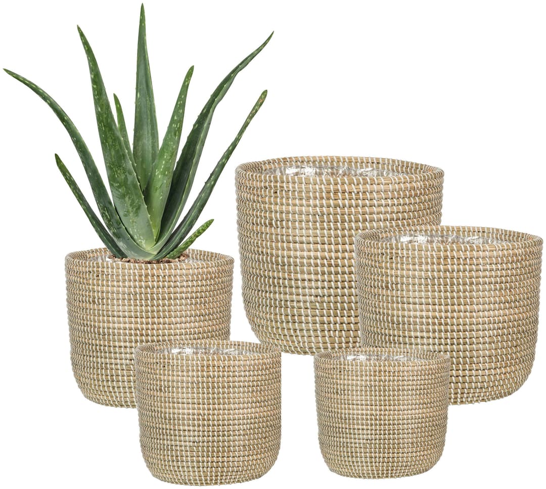 Scheurich Blumentopf white 17/513 | Beige