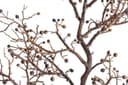 Kunstzweig Pfefferberrenzweig Zweig | Braun 3