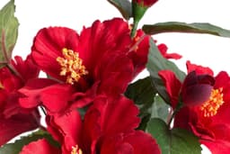 Kunstblume Hibiskus im Topf | Rot