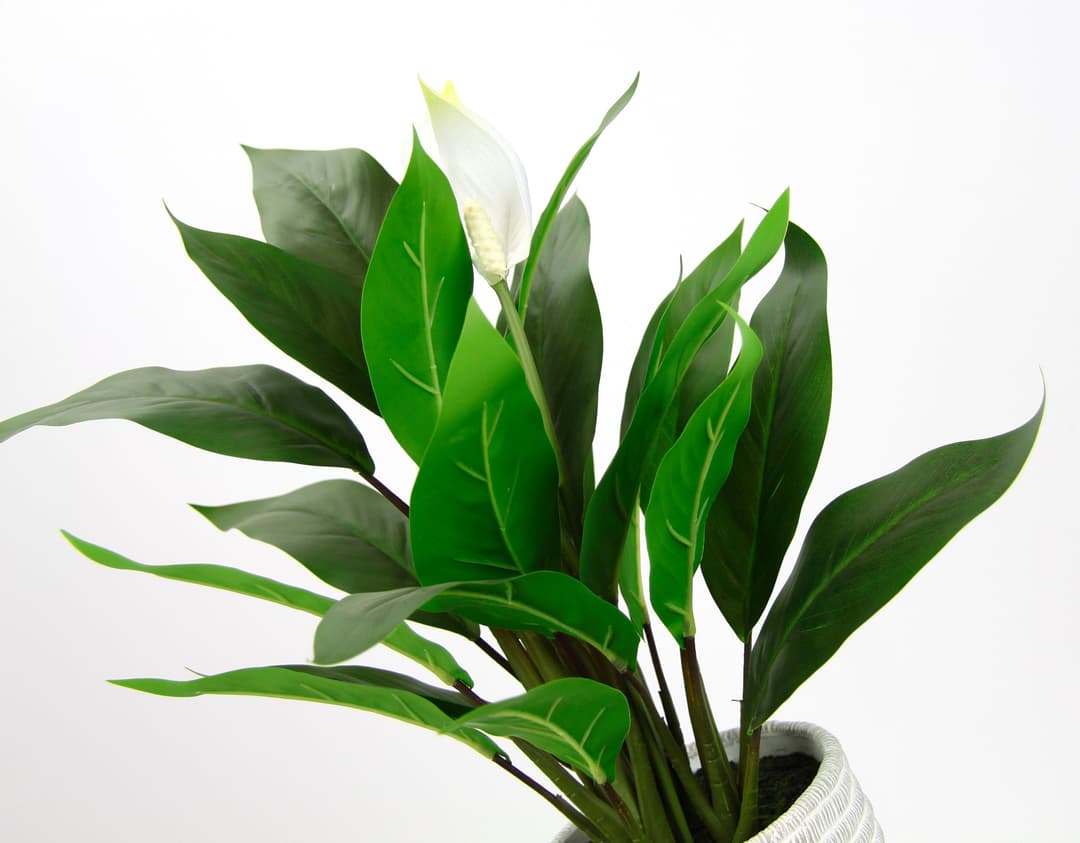 Kunstpflanze Spathiphyllum | Grün