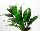 Kunstpflanze Spathiphyllum | Grün 2