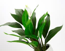 Kunstpflanze Spathiphyllum | Grün
