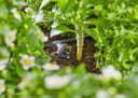 GARDENA Bewässerungssystem Tropfbewässerung Set | Schwarz 3