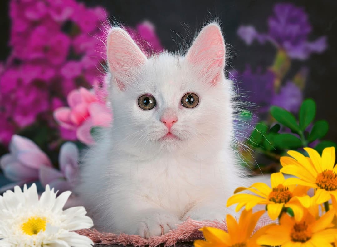 Ravensburger Puzzle Glitzerkatze | Mehrfarbig