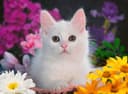 Ravensburger Puzzle Glitzerkatze | Mehrfarbig 2