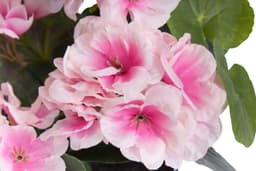 Kunstblume Geranie | Mehrfarbig