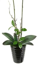Kunstblume Orchidee I.GE.A. | Orange 3