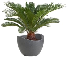 Scheurich Blumentopf 30/250 | Schwarz