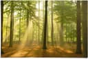Reinders! Poster Erleuchteter Wald | Grün