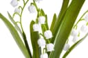 Kunstblume Maiglöckchen im Glas | Weiß 2