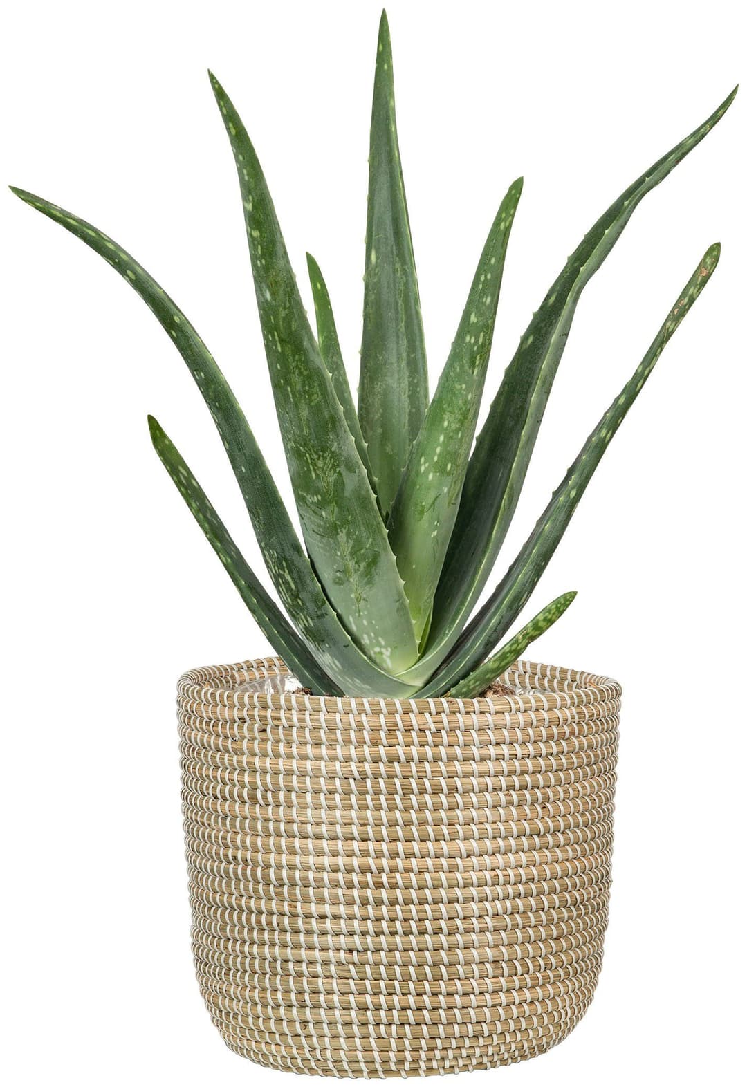 Scheurich Blumentopf white 17/513 | Beige