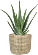 Scheurich Blumentopf white 17/513 | Beige 3