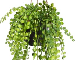 Künstliche Zimmerpflanze Ficus-Pumila-Hängeampel | Grün