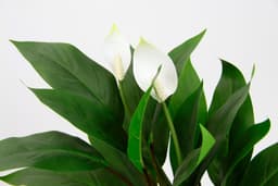 Kunstpflanze Spathiphyllum | Grün
