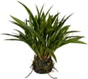 Grasbusch Miscanthus | Grün