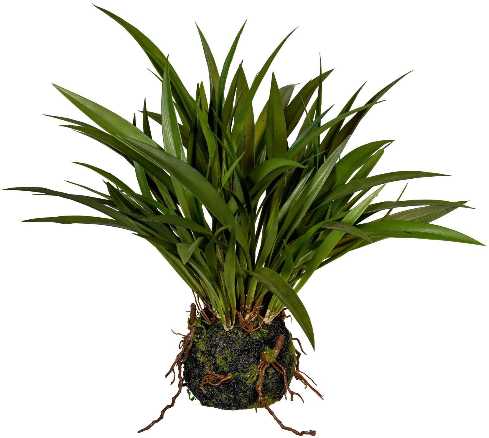 Grasbusch Miscanthus | Grün