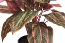 Künstliche Zimmerpflanze Calathea | Grün 2
