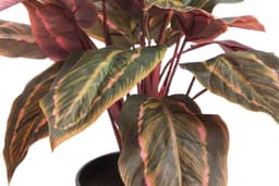 Künstliche Zimmerpflanze Calathea | Grün