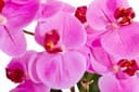 Kunstpflanze Orchidee von OTTO home | Mehrfarbig 5