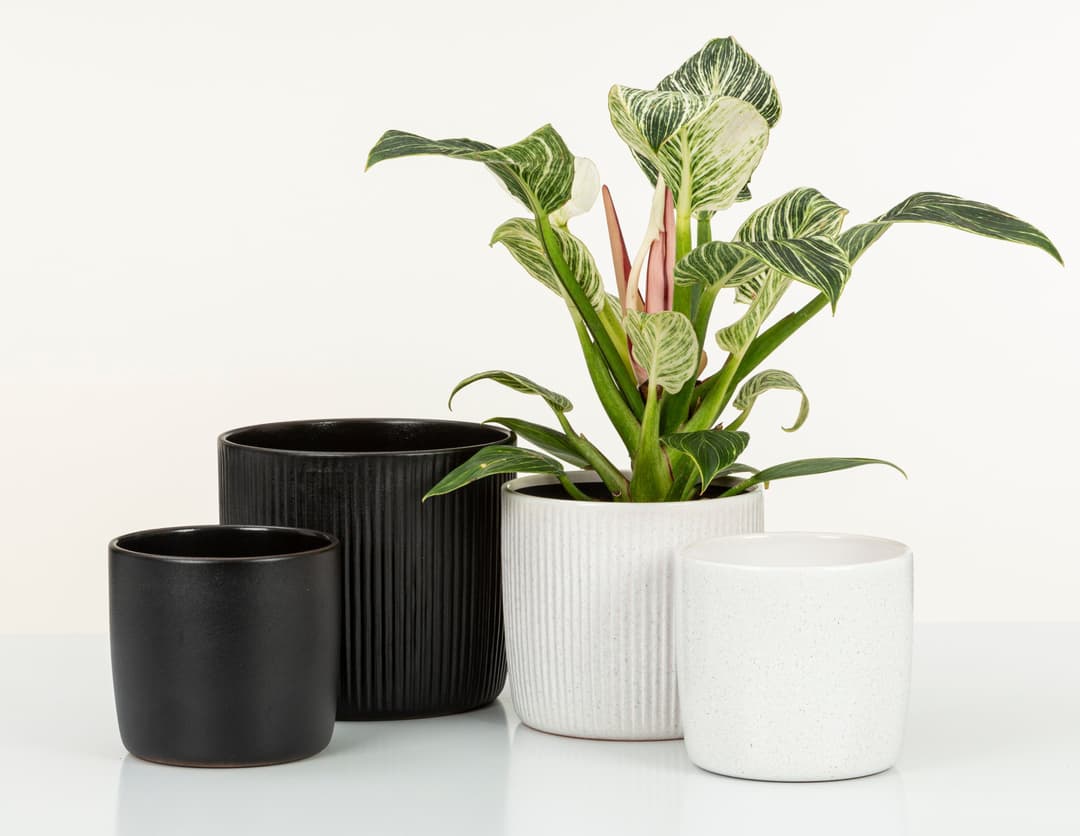 Scheurich Blumentopf 909/28 perla | Beige