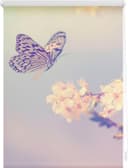 Seitenzugrollo Klemmfix Motiv Schmetterling | Rosa