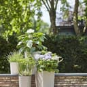 Siena Garden Pflanzkübel | Weiß 2