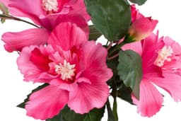 Kunstblume Hibiskus im Topf | Rosa