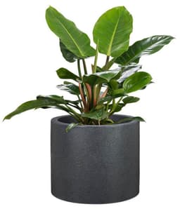 Scheurich PANZANO Blumentopf | Schwarz