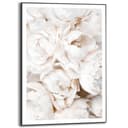 Reinders! Bild mit Rahmen White Roses | Weiß 2