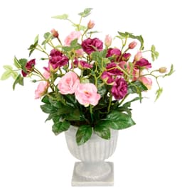 I.GE.A. Rosen im Pokal | Rosa