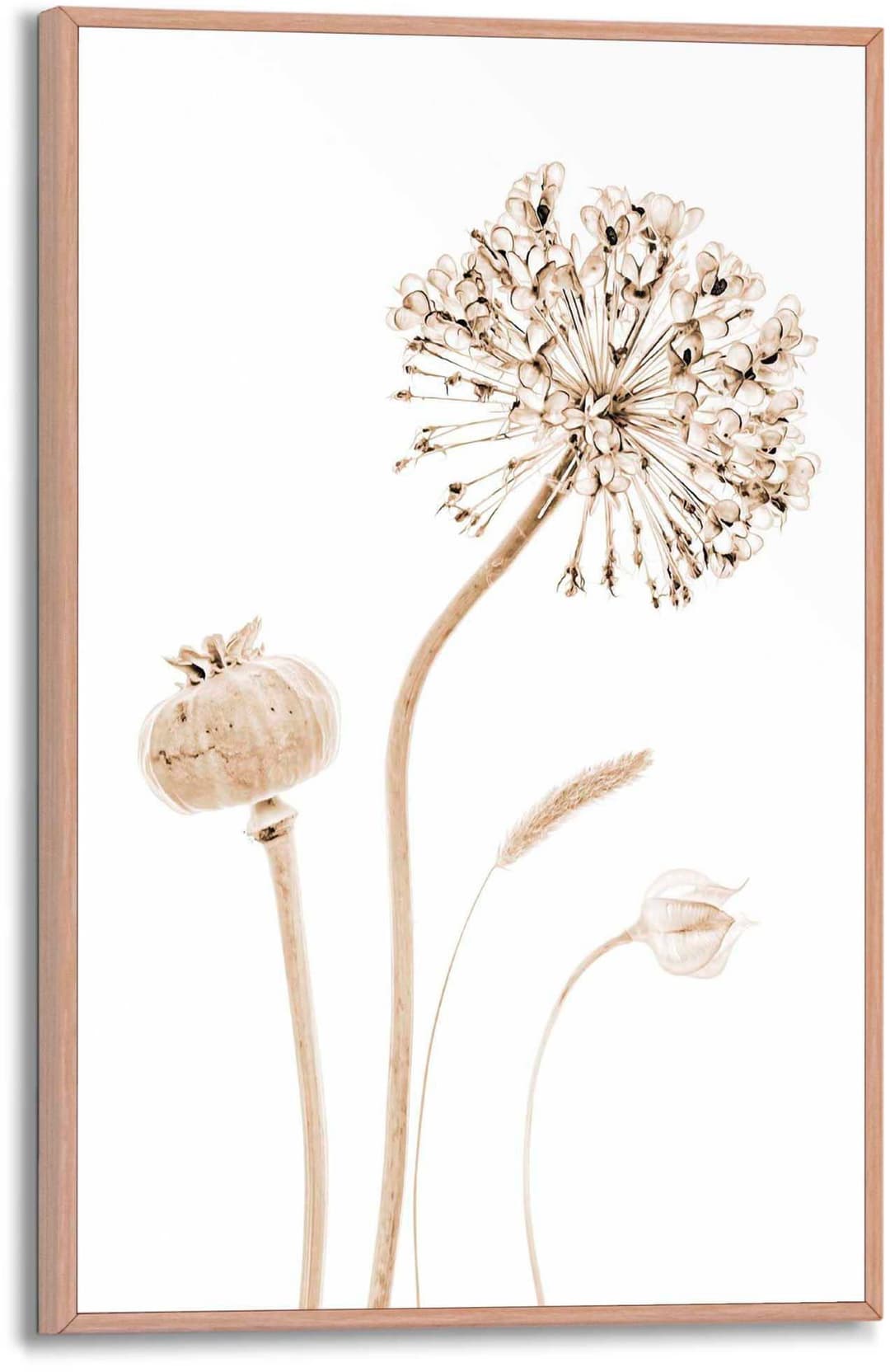 Reinders! Poster Trockenblumen | Beige