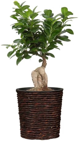 Scheurich Wasserhyazinthentopf brown 34/504 | Braun