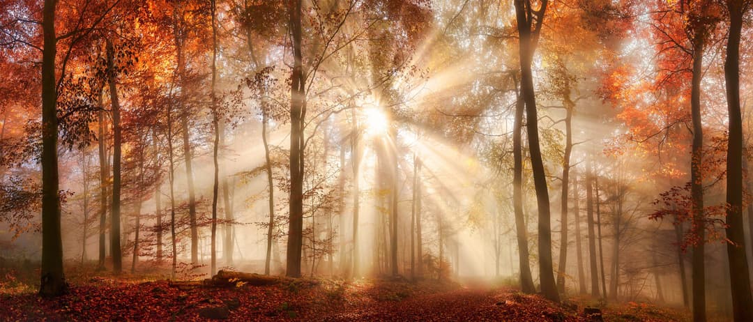 Bönninghoff Leinwandbild Herbst, Wald | Braun