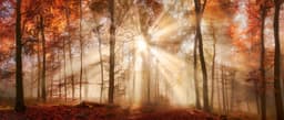 Bönninghoff Leinwandbild Herbst, Wald | Braun