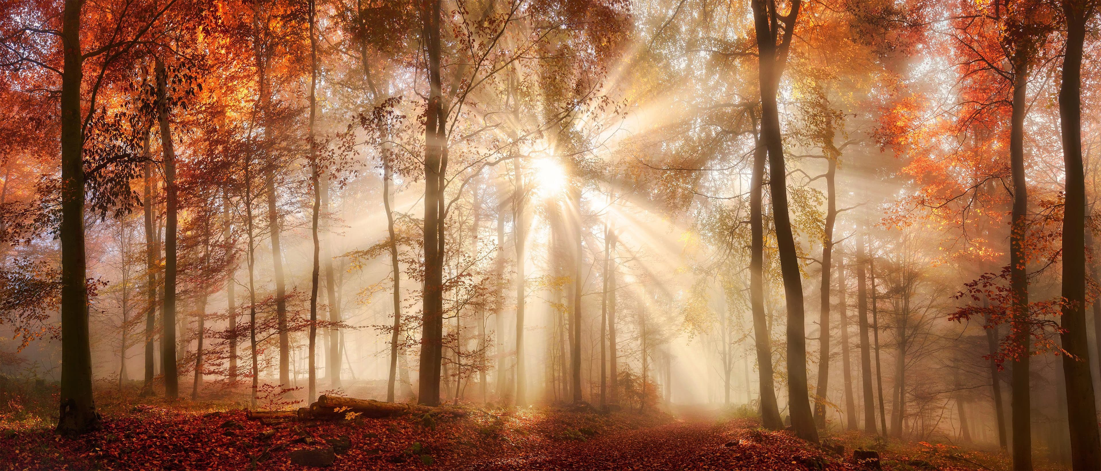 Bönninghoff Leinwandbild Herbst, Wald | Braun
