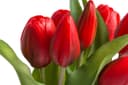 Kunstblume Willa Tulpe | Rot 3