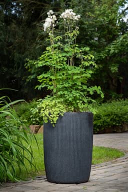 Scheurich Blumentopf Linetto High | Schwarz