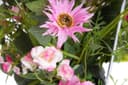 Kunstblume Sommerblumen | Mehrfarbig 2