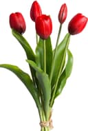 Kunstblume Tulpenbündel Holland real Touch Tulpe | Rot