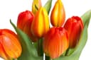 Kunstblume Willa Tulpe | Mehrfarbig 3