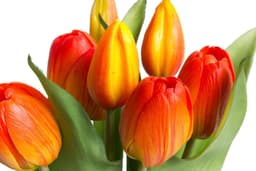 Kunstblume Willa Tulpe | Mehrfarbig