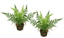 Künstlicher Waldfarn im Topf, I.GE.A., Höhe 23 cm, 2er Set | Grün