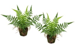 Künstlicher Waldfarn im Topf, I.GE.A., Höhe 23 cm, 2er Set | Grün