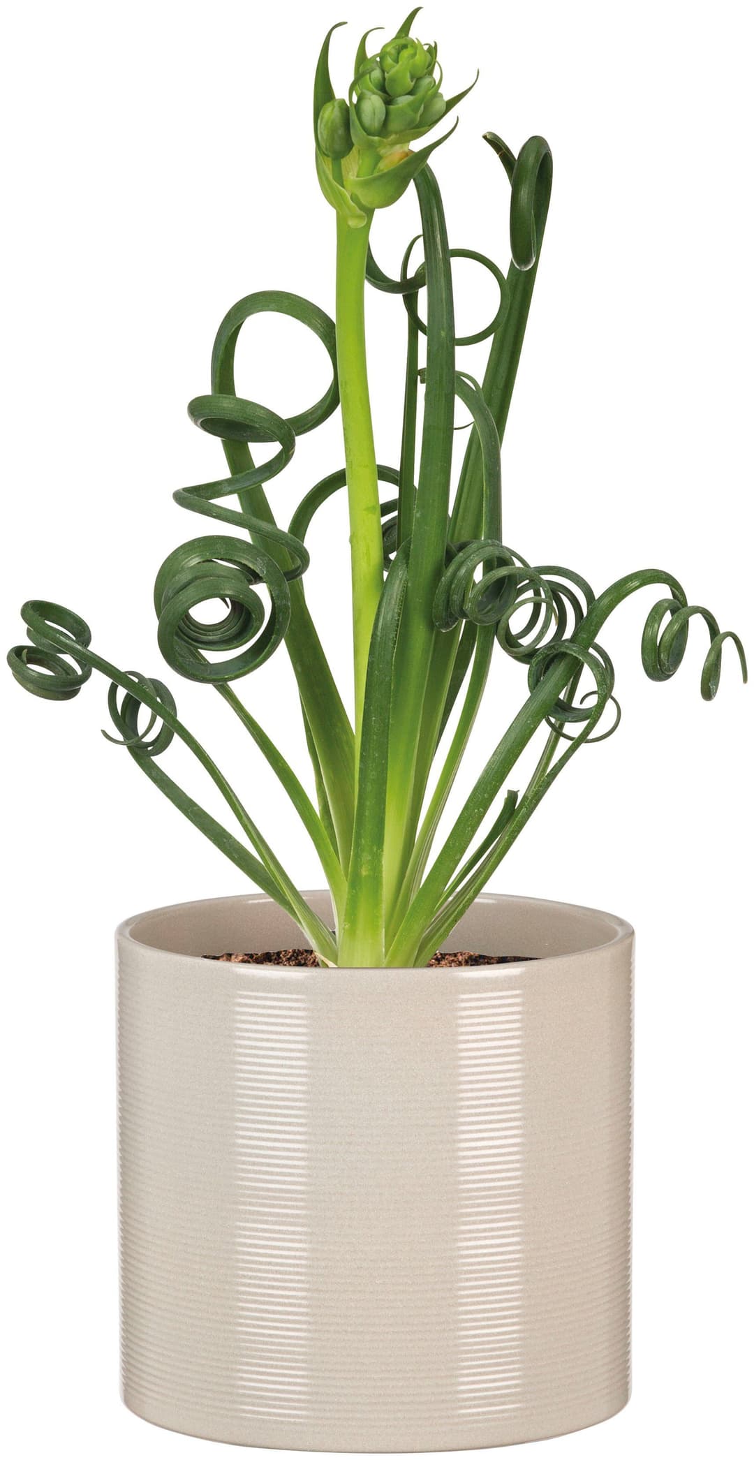 Scheurich Blumentopf 28/828 | Gelb