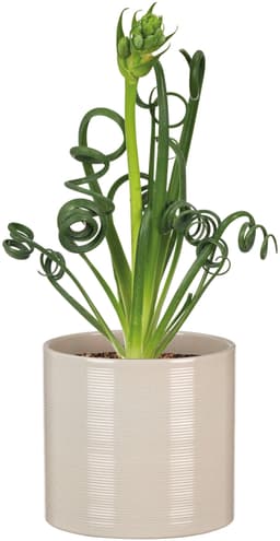 Scheurich Blumentopf 28/828 | Gelb