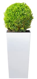 Prosperplast Urbi Square 325 Blumentopf | Weiß 2