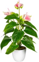 Kunstpflanze Haune Anthurie | Rosa
