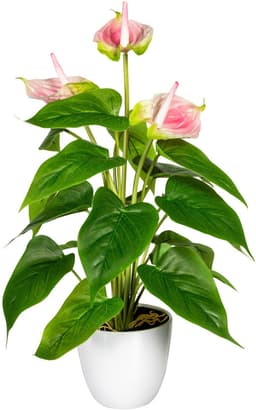 Kunstpflanze Haune Anthurie | Rosa